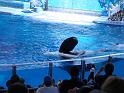 Sea World-101